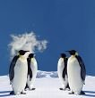 Four Penguins in Antarctica | Stock photo