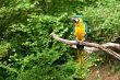 macaw on the branch | Stock photo