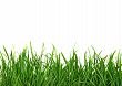Grass On White Background | Stock photo