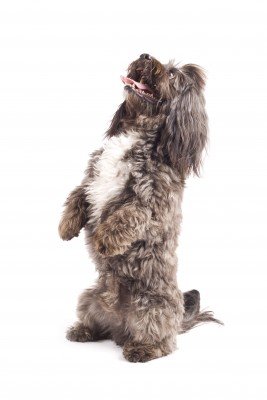 Funny stock photo of a dog Funny stock photo of a dog