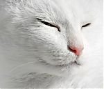 Shooting pets for stock photo sites Shooting pets for stock photo sites